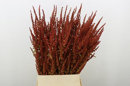 Rumex Patientia 95cm