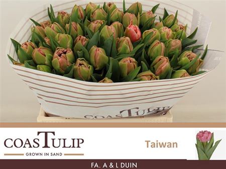 Tulip Double Taiwan 38cm