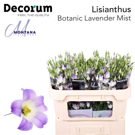 Eustoma/Lisianthus Single Botanic Lavender Mist 75cm