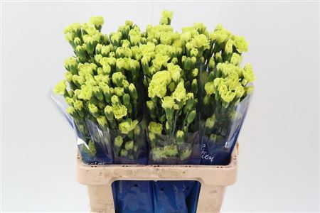 Carnation Spray Bamboo Select Hi 65cm