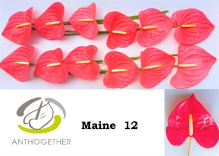 Anthurium A Maine 12