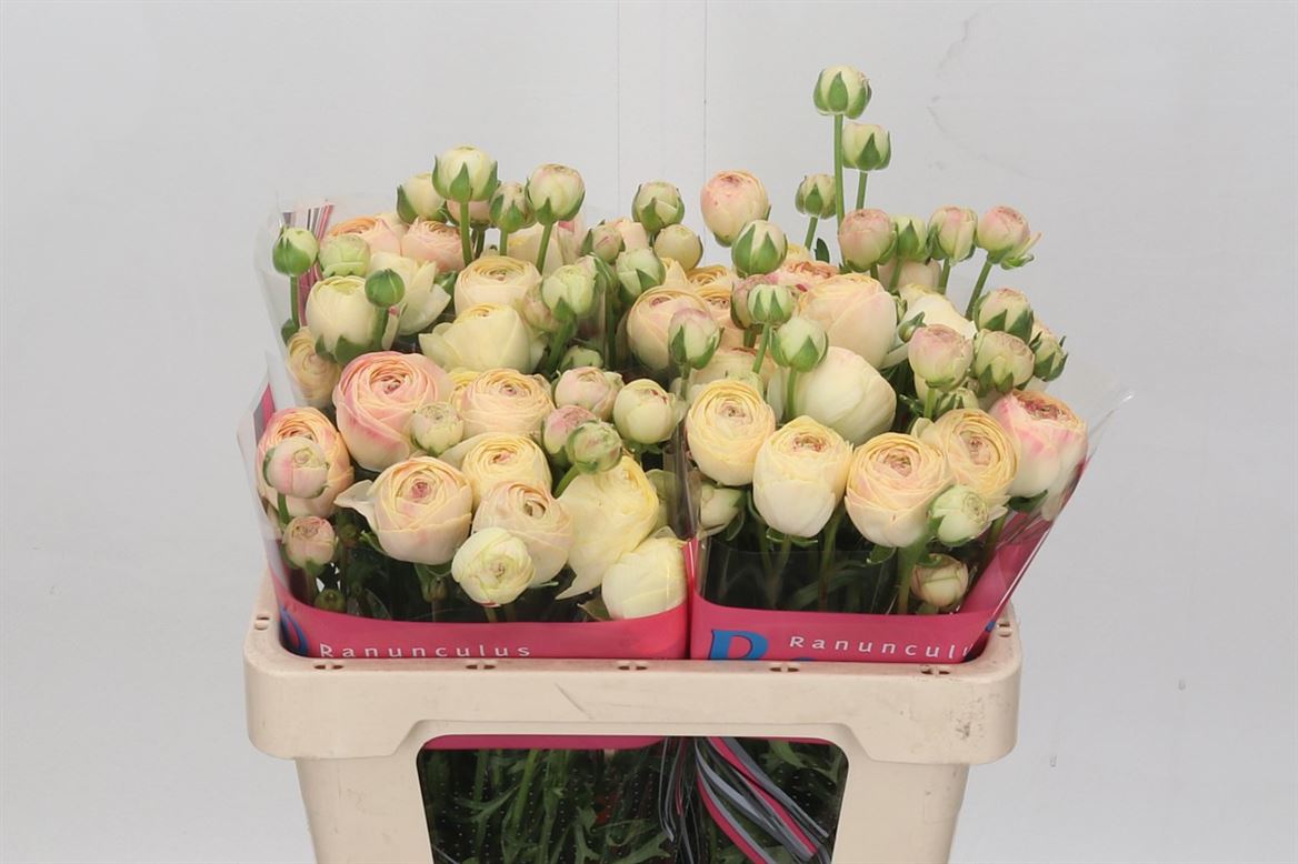 Ranunculus Romance Hydra 50cm