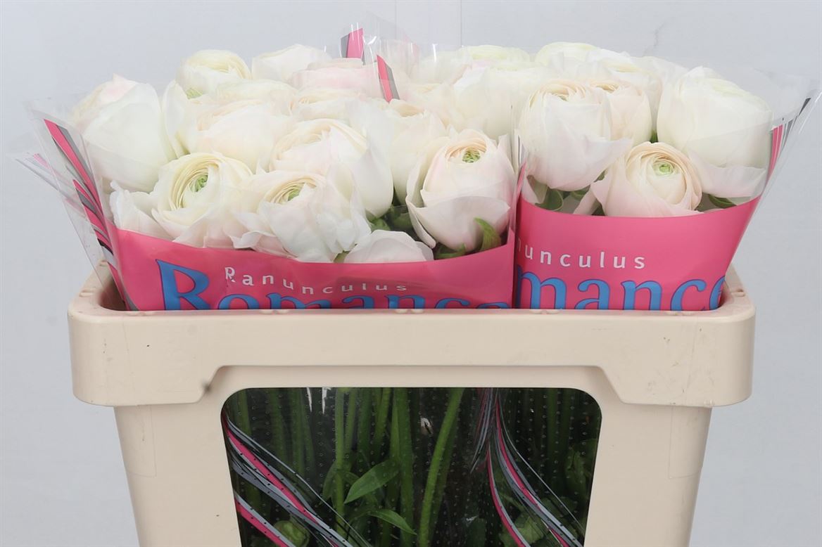 Ranunculus Romance Montenvers 50cm