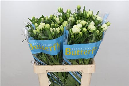 Ranunculus Butterfly Ninos 60cm