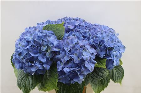 Hydrangea M My Delftblue 70cm