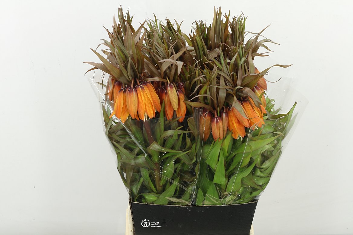 Fritillaria Sunset 60cm