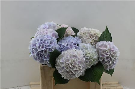 Hydrangea M Bleu Pinktou 60cm