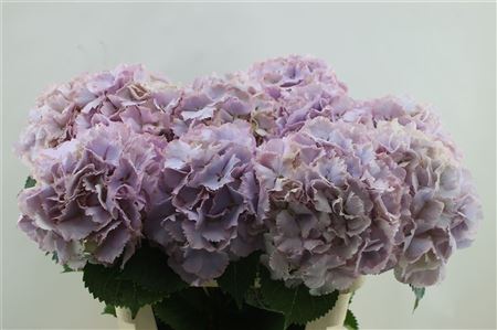 Hydrangea M My Primavera 80cm