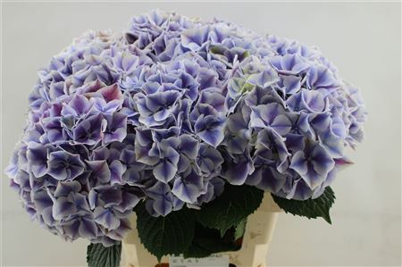 Hydrangea M Sunsation Pa 60cm