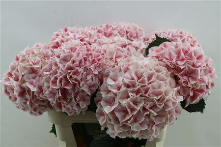 Hydrangea M Sunsation 80cm