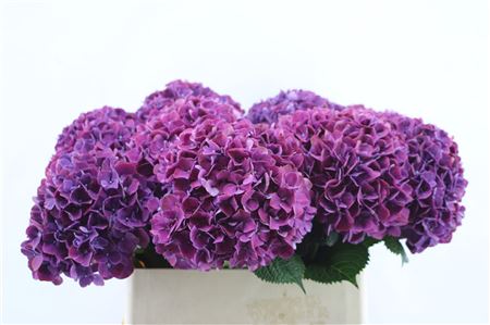 Hydrangea M Pi Ruby Pu 80-22cm