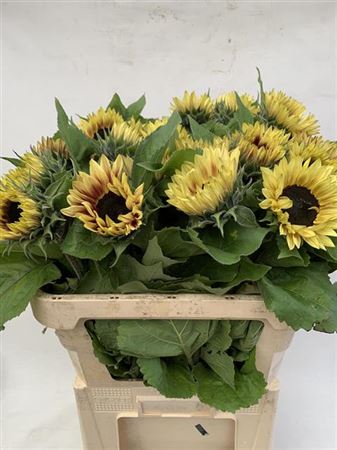 Sunflower Marley 80cm