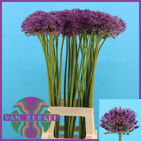 Allium Jackpot Purple 60cm