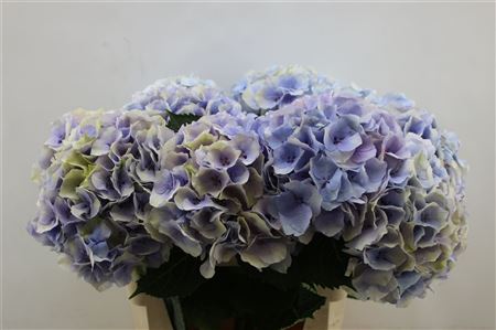 Hydrangea M My Chinook 80cm