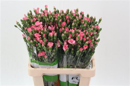 Carnation Spray Solomio Rose 65cm