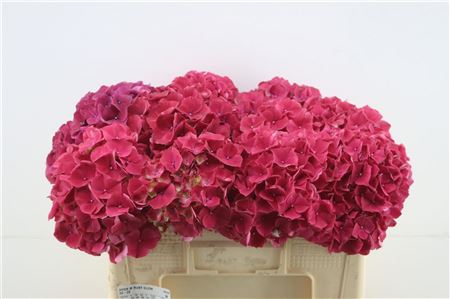 Hydrangea M Ruby Glow 40-20cm (dutch)