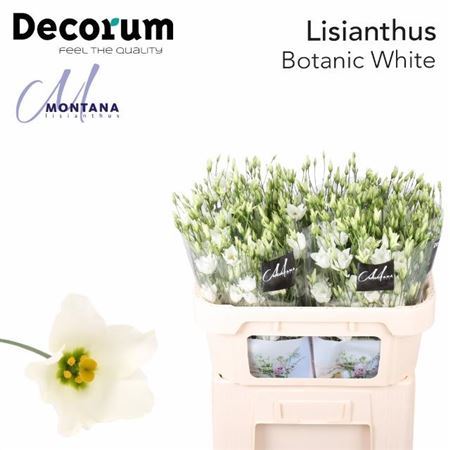Eustoma/Lisianthus Single Botanic White 75cm