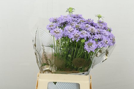 Scabious At D La Bb Sc0 70cm