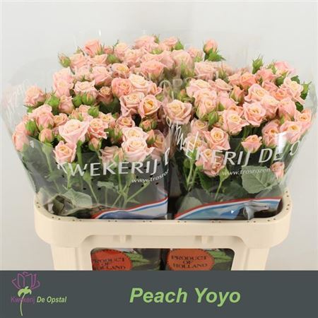 Rose Spray Peach Yo-yo 60cm