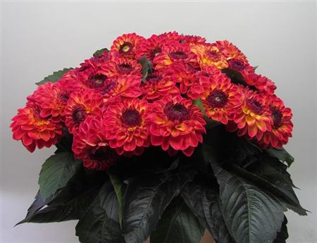 Dahlia Dancing Don 60cm