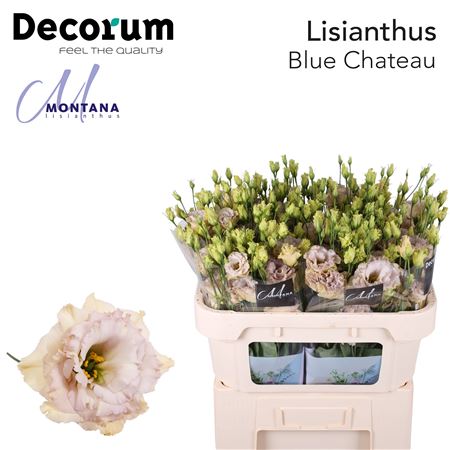 Eustoma/Lisianthus Double Blue Chateau 70cm