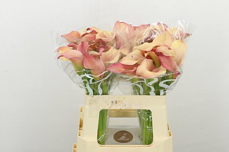 Calla Lilly Royal Salsa 50cm