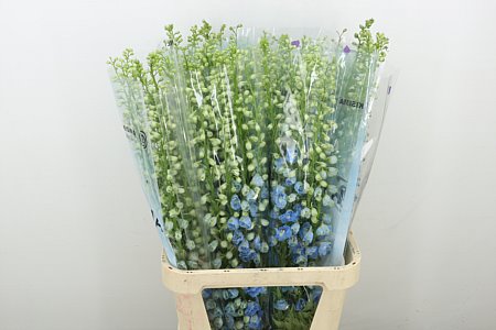 Delphinium Elatum Mag Fskb Wb 100cm