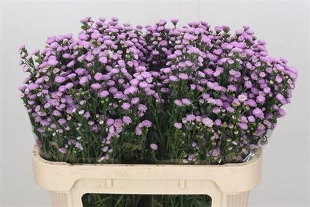 Aster Astee Mb Pin Pea 70cm