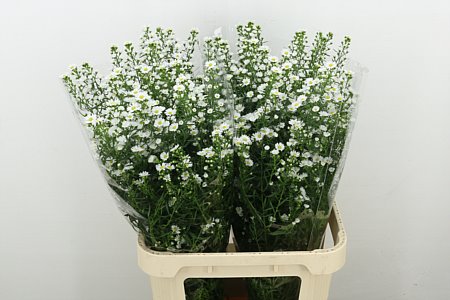 Aster Monte Casino Imp 90cm