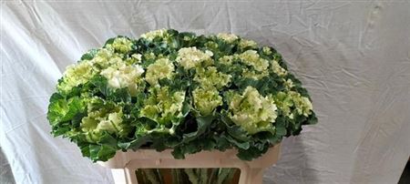 Brassica Crane Ru White 60cm