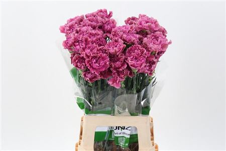 Carnation Single Edmond 70cm