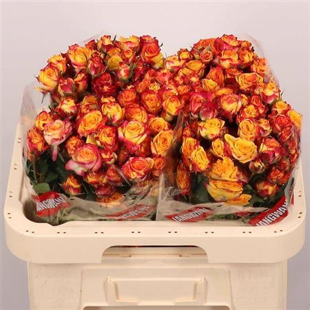 Rose Spray Land Of Fire 60cm