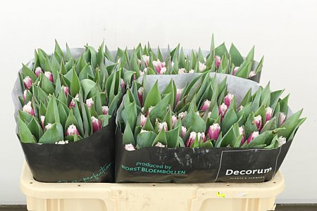 Tulip French San Stefano 34cm