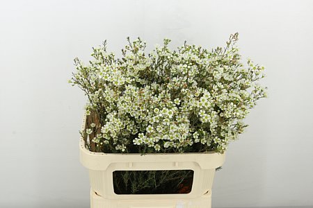 Chamelaucium (Waxflower) Me Sirius 80cm