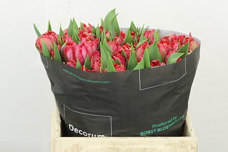 Tulip French La Mour 36cm