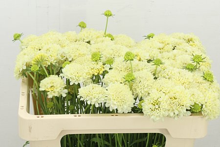 Scabious At Banana Scoop 50cm