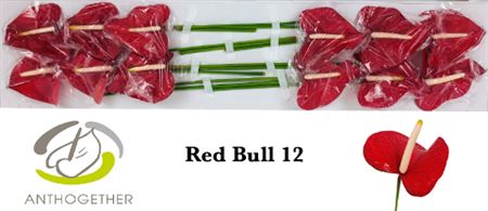 Anthurium A Red Bull 12