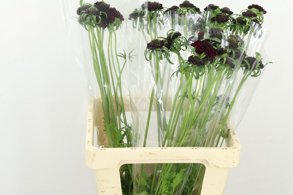 Scabious At F Scoop Blac 60cm