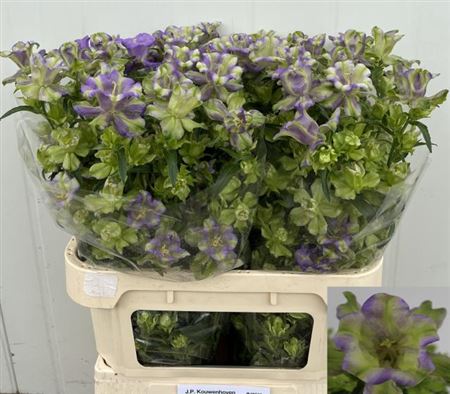 Campanula M Evergr Blu 80cm