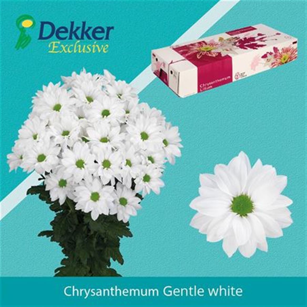 Chrysnth Spry Gentle White 70cm