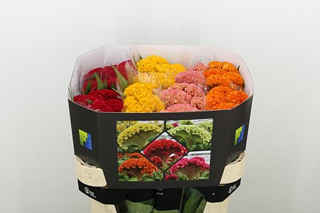 Celosia Cristata Repris Gem Fst 75cm