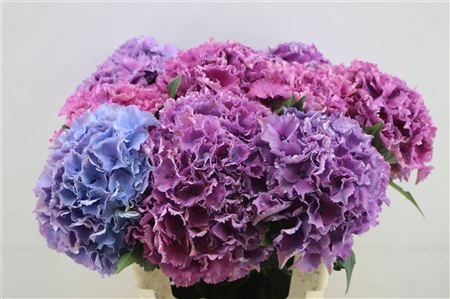 Hydrangea M Royal Salute 60cm