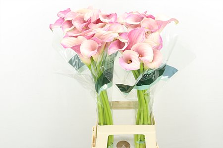 Calla Lilly Blushing Lady 80cm