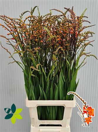 Crocosmia Peach Melba 90cm