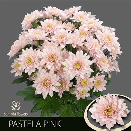 Chrysnth Spry Pastela Pink 70cm
