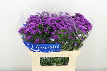 Aster Elise 80cm