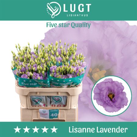 Eustoma/Lisianthus Double Lisanne Lavender 72cm