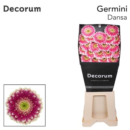 Germini Dansa Diamond 47cm