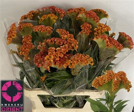 Celosia Cristata Muse Orange 90cm