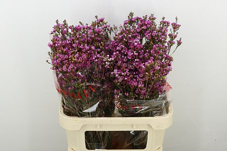 Chamelaucium (Waxflower) 'niek' S Pride 60cm